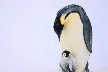 දේශගුණ අර්බුදයෙන් දියේ ගිලීමෙන් රාජකීය පෙන්ගුයින්ලා රතු ලැයිස්තුවට!