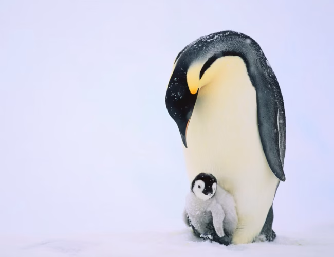 දේශගුණ අර්බුදයෙන් දියේ ගිලීමෙන් රාජකීය පෙන්ගුයින්ලා රතු ලැයිස්තුවට!