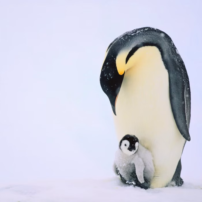 දේශගුණ අර්බුදයෙන් දියේ ගිලීමෙන් රාජකීය පෙන්ගුයින්ලා රතු ලැයිස්තුවට!